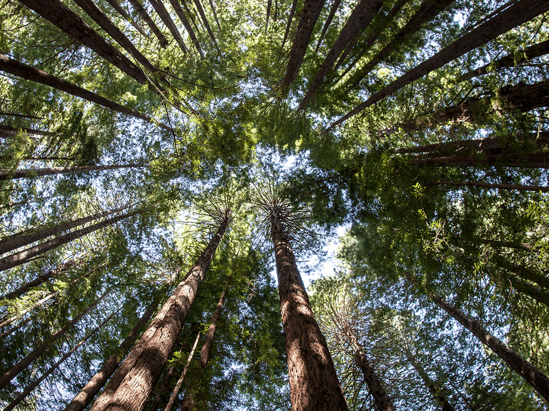 Man surveying trees