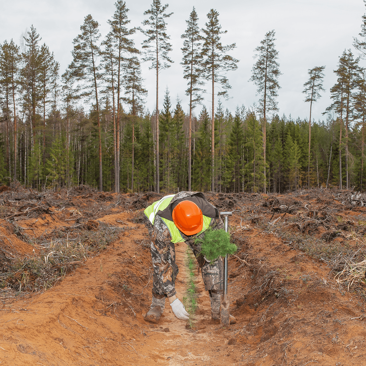 Man planting trees